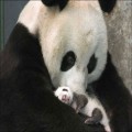 母爱