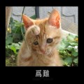 cos旧图搜搜搜