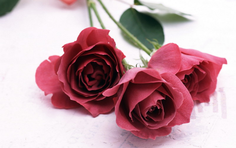 鲜花壁纸由http://www.arsema.net提供