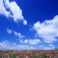 鲜花!!